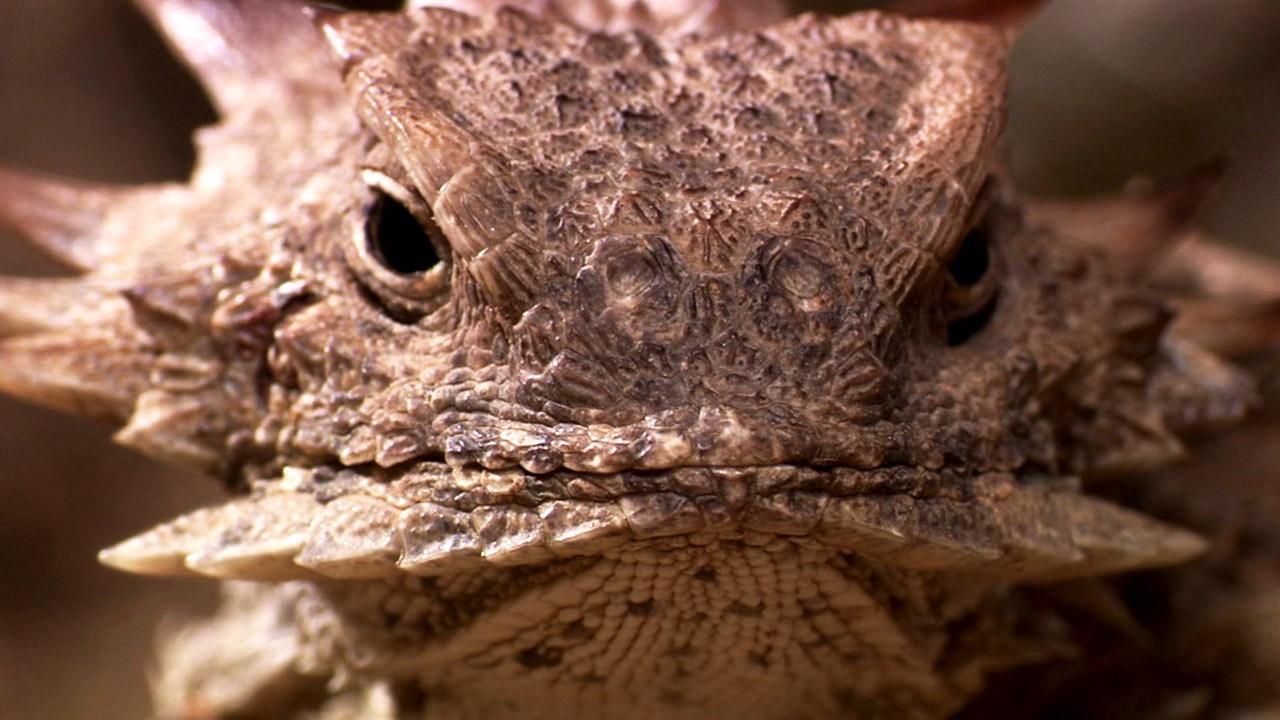 animaux - LES PLUS BELLES PHOTOS D'ANIMAUX DE NATIONAL GEOGRAPHIC+ANIMAUX LES PLUS DANGEREUX DU MONDE et autres 116e19f2