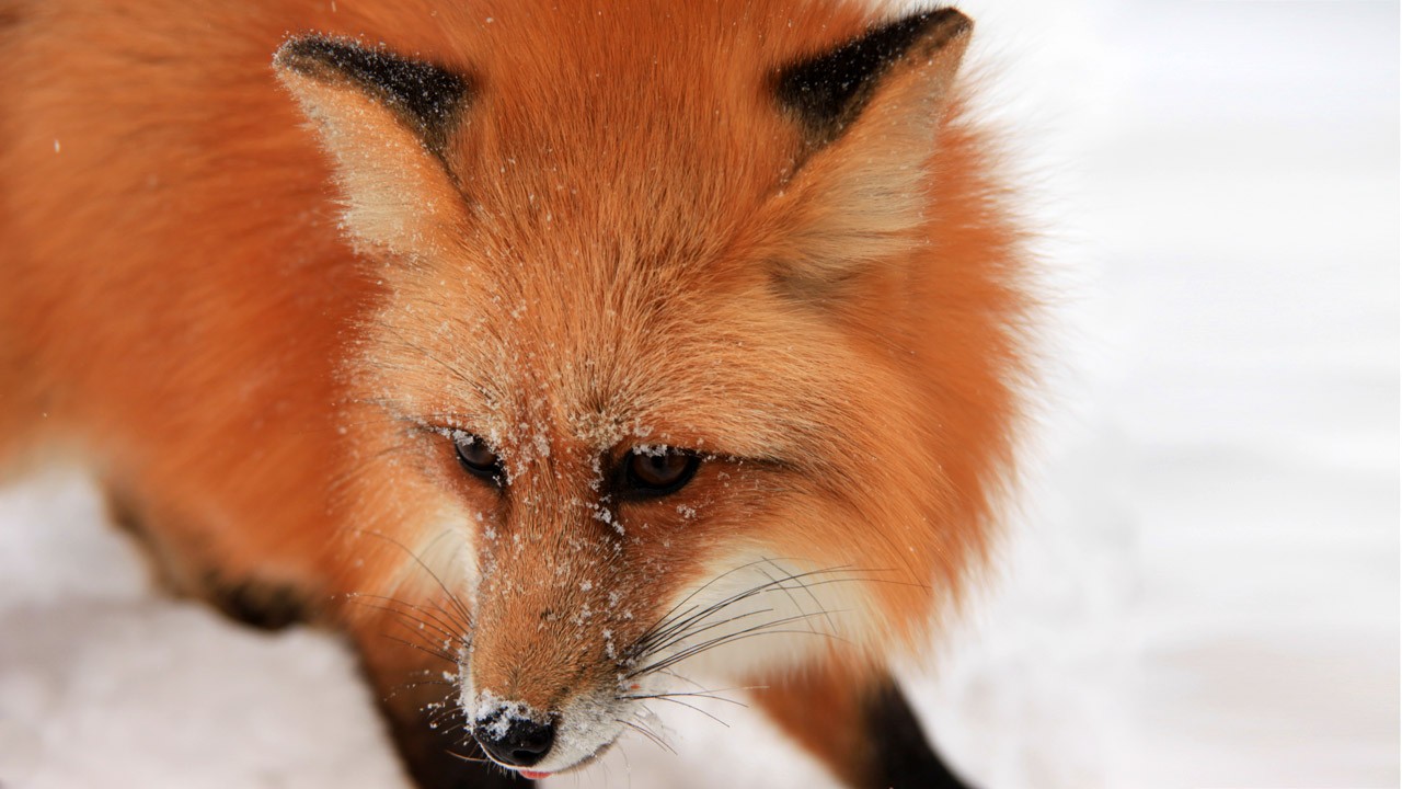 animaux - LES PLUS BELLES PHOTOS D'ANIMAUX DE NATIONAL GEOGRAPHIC+ANIMAUX LES PLUS DANGEREUX DU MONDE et autres 4f19f2ea