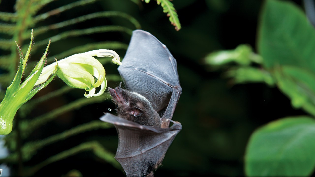 animaux - LES PLUS BELLES PHOTOS D'ANIMAUX DE NATIONAL GEOGRAPHIC+ANIMAUX LES PLUS DANGEREUX DU MONDE et autres 5664b742