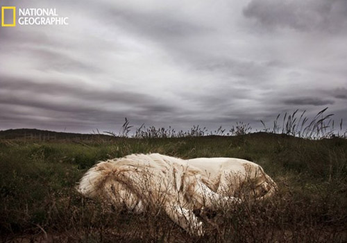 LES PLUS BELLES PHOTOS D'ANIMAUX DE NATIONAL GEOGRAPHIC+ANIMAUX LES PLUS DANGEREUX DU MONDE et autres 8072ea82