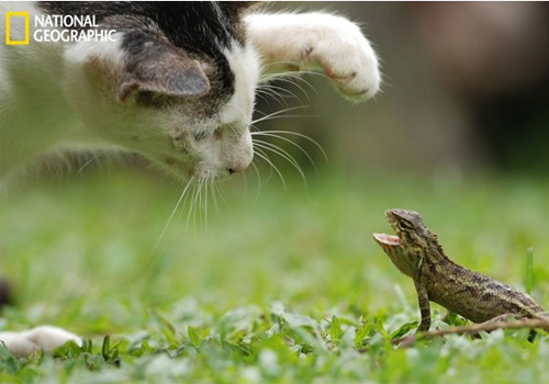 LES PLUS BELLES PHOTOS D'ANIMAUX DE NATIONAL GEOGRAPHIC+ANIMAUX LES PLUS DANGEREUX DU MONDE et autres 873a22f2