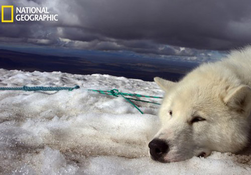 animaux - LES PLUS BELLES PHOTOS D'ANIMAUX DE NATIONAL GEOGRAPHIC+ANIMAUX LES PLUS DANGEREUX DU MONDE et autres A2e13a29