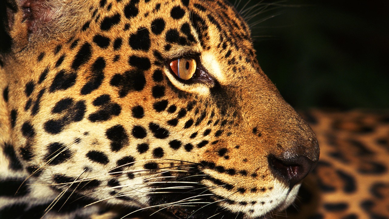 animaux - LES PLUS BELLES PHOTOS D'ANIMAUX DE NATIONAL GEOGRAPHIC+ANIMAUX LES PLUS DANGEREUX DU MONDE et autres A67df660