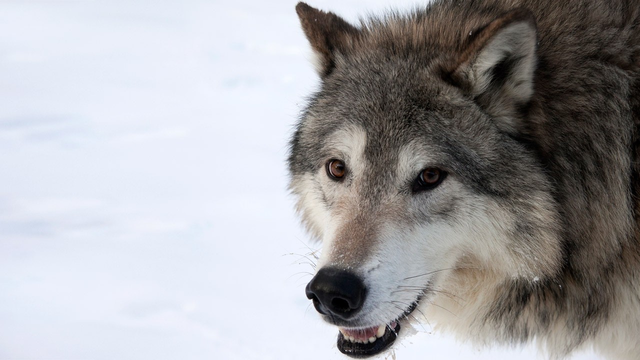 animaux - LES PLUS BELLES PHOTOS D'ANIMAUX DE NATIONAL GEOGRAPHIC+ANIMAUX LES PLUS DANGEREUX DU MONDE et autres Abfa921a