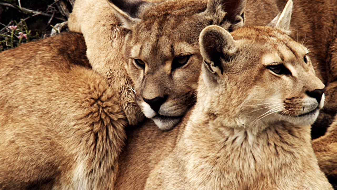 LES PLUS BELLES PHOTOS D'ANIMAUX DE NATIONAL GEOGRAPHIC+ANIMAUX LES PLUS DANGEREUX DU MONDE et autres C269f5d3