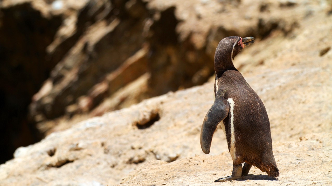 LES PLUS BELLES PHOTOS D'ANIMAUX DE NATIONAL GEOGRAPHIC+ANIMAUX LES PLUS DANGEREUX DU MONDE et autres D3204920