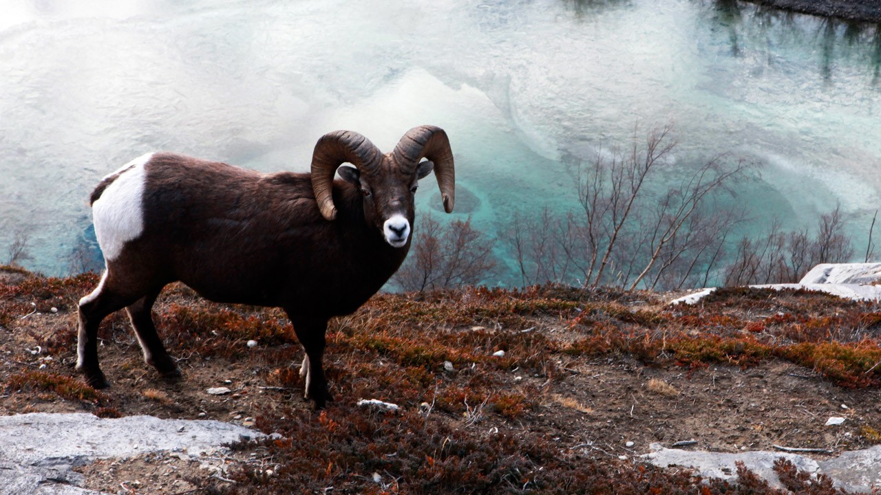 animaux - LES PLUS BELLES PHOTOS D'ANIMAUX DE NATIONAL GEOGRAPHIC+ANIMAUX LES PLUS DANGEREUX DU MONDE et autres E284c58a