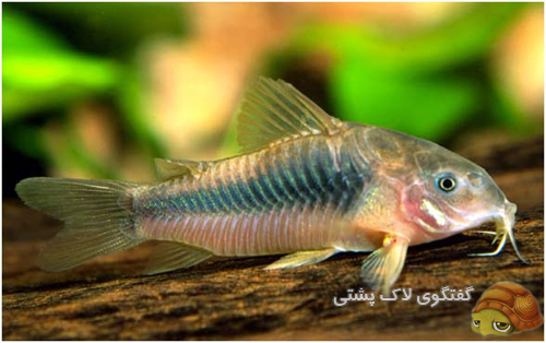 کوریدوراس - Corydoras 20287674103028586975