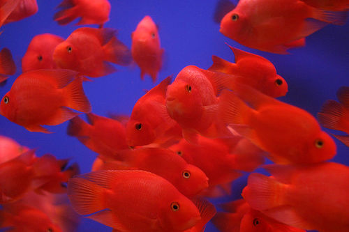 پرت فیش - Blood Parrot Fish Red-parrot-fish-2
