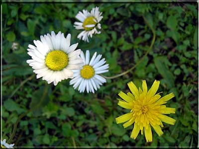 Les fleurs Fleurs-des-Champs