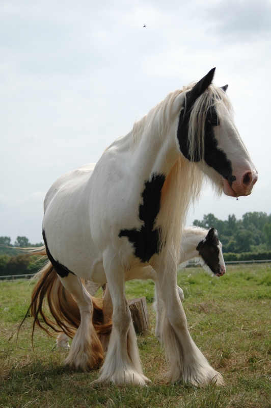 Visite aux haras des Fougères 11