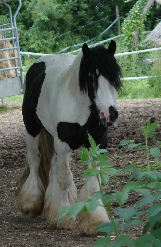 Visite aux haras des Fougères 64