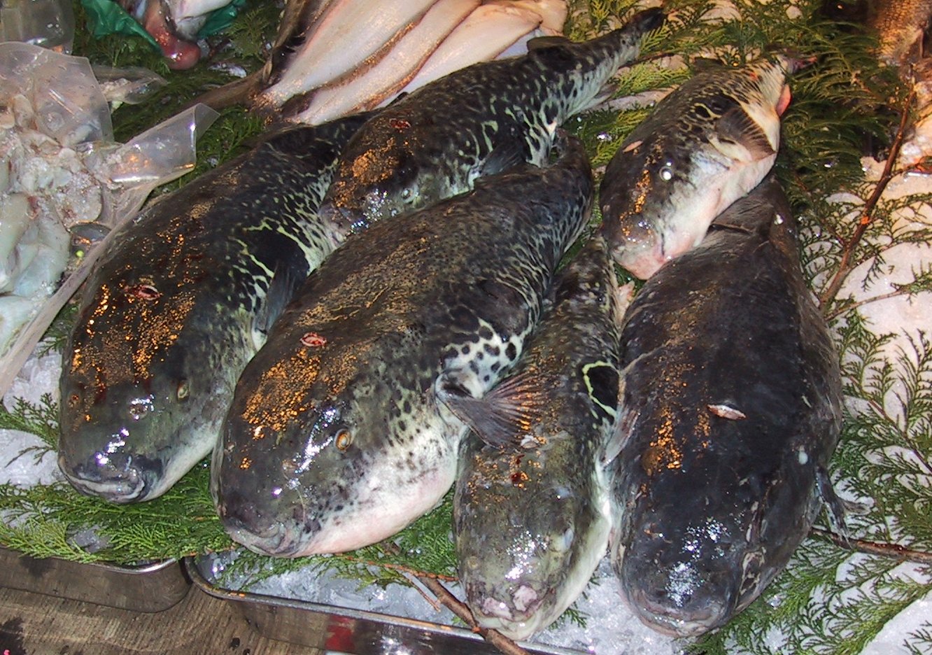 Beberapa makanan termahal di dunia Fugu.tsukiji.cr