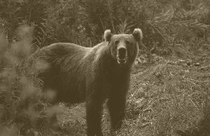 Bienvenida al Coliseo Bear