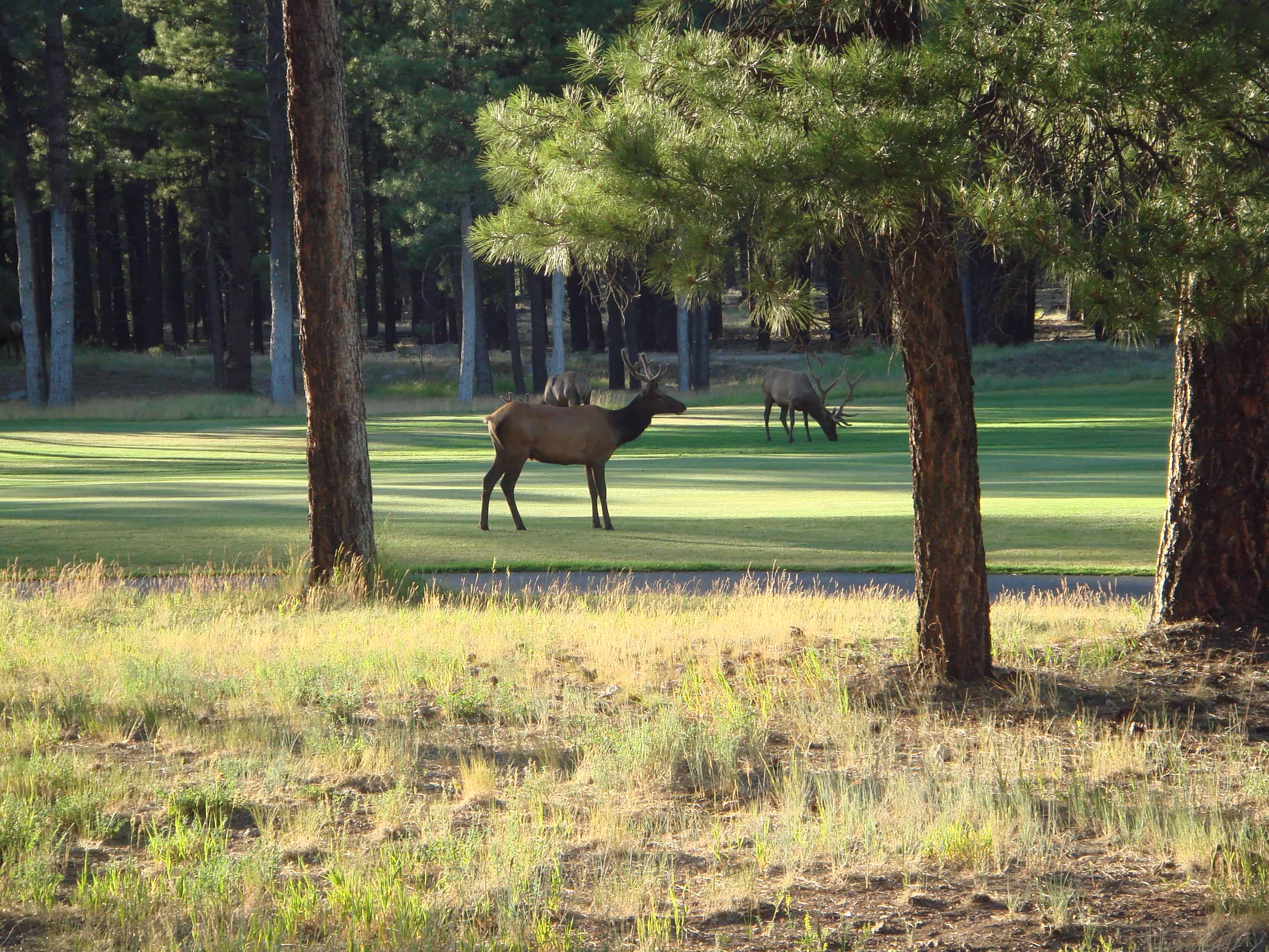 Cusoke Clearings Elk-7-FH-62707