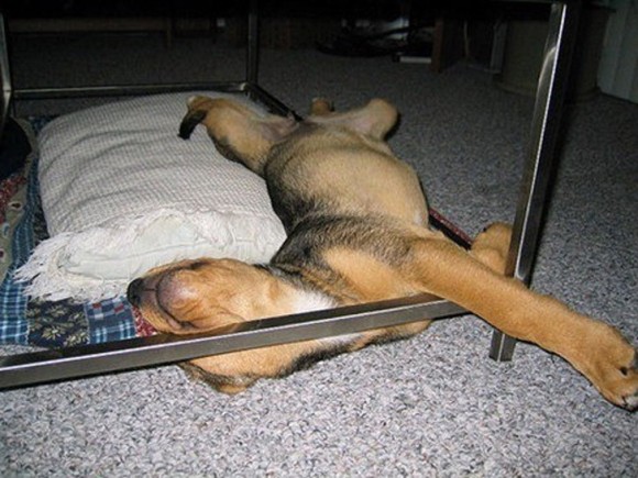 The Meaning Of Dog Tired ..... A8b23e40