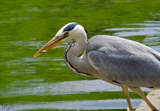 3/05/2011 - myli est Photo du jour! 2011_05_3_224827_320_100