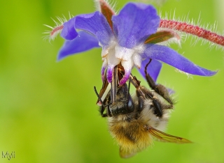 12/06/2011 - myli est Photo du jour! 2011_06_12_234959_320_37