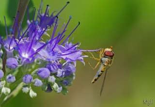 13/07/2011 - Myli est Photo du jour! 2011_07_13_232434_320_45