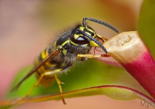 04/07/2011 - myli est Photo du jour ! 2011_07_4_224208_320_24