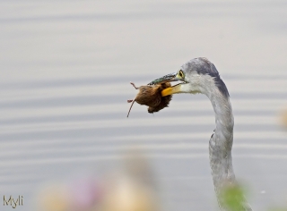 Août 2011 2011_08_11_222919_320_19