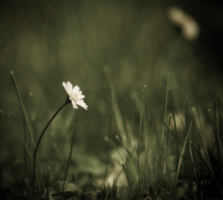 14/07/2013 - Iancurtis est Photo du jour! 2013_07_14__320_94