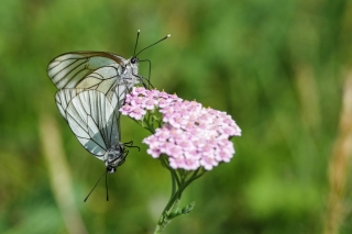 13/08/2013 - Hermes est Photo du jour! 2013_08_13__320_37