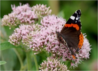 septembre 2013 2013_09_2__320_100