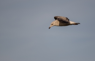 19/01/2014 - Hermes est Photo du jour! 2014_01_19__320_98