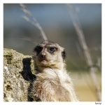 Zoos / Parcs animaliers - Page 30 2014_03_21__150_51