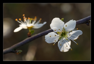 22/03/2014 - egoteabs est Photo du jour! 2014_03_22__320_17