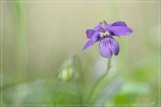 18/04/2014 - Torr Penn est Photo du jour! 2014_04_18__320_62