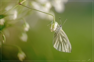 25/04/2014 - torr penn est Photo du jour! 2014_04_25__320_35