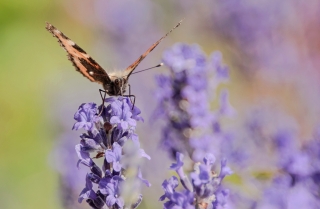 26/06/2014 - Hermes est Photo du jour! 2014_06_26__320_84