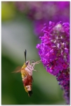 Macros/  proxi/  insectes  - Page 26 2015_06_30__150_45