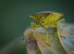 Macros/  proxi/  insectes  - Page 2 2015_10_10__150_21