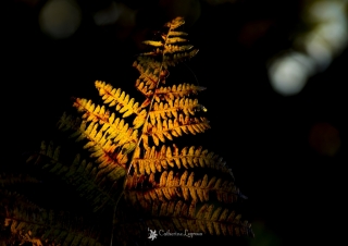 décembre 2015 2015_12_07__320_15