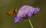 Macros/  proxi/  insectes  2016_08_10__150_58