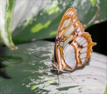 Papillons en Fêtes 2018 2018_04_01__150_91