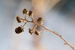 27/01/2019 - tryphon4 est Photo du jour! 2019_01_27__320_75