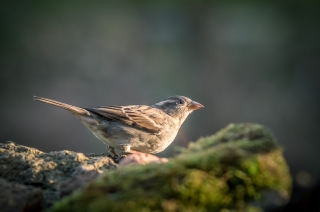 février 2019 2019_02_17__320_22