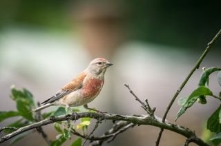 18/03/2019 - galuchar est Photo du jour! 2019_03_18__320_80