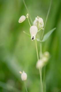 31/03/2019 - galuchar est Photo du jour! 2019_03_31__320_14