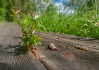 18/04/2019 - Pech_les oies est Photo du jour! 2019_04_18__320_49