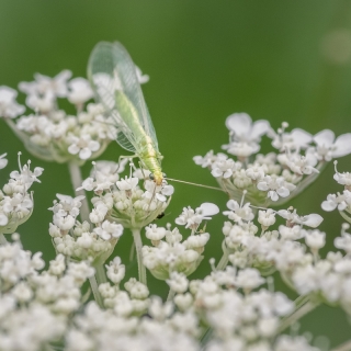 24/04/2019 - galuchar est Photo du jour! 2019_04_24__320_66