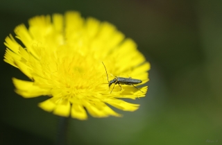 25/05/2019 - pilote14 est Photo du jour! 2019_05_25__320_60