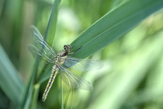 13/07/2019 - berzip est Photo du jour! 2019_07_13__320_61