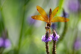 24/07/2019 - Charrac est Photo du jour! 2019_07_24__320_10