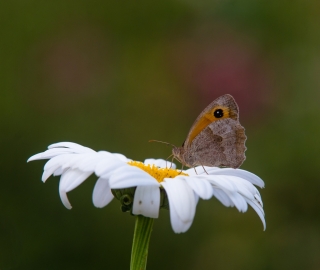 25/07/2019 - Raycath est Photo du jour! 2019_07_25__320_39