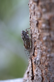 27/07/2019 - cricri38 est Photo du jour! 2019_07_27__320_87